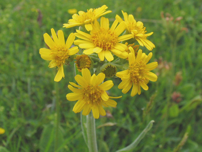 Tephroseris longifolia subsp. gaudinii /Senecio di Gaudin